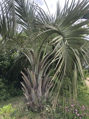 Butia odorata