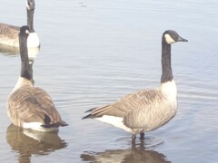 Branta canadensis