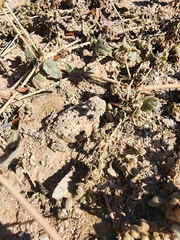 Phrynosoma platyrhinos