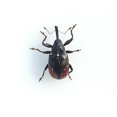 Anthonomus suturalis