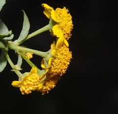 Zaluzania montagnifolia