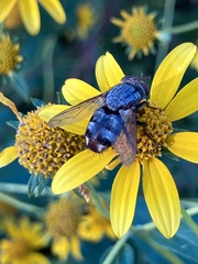 Oestroidea