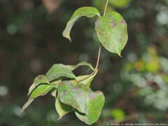 Thyrsanthella difformis