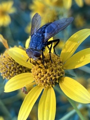 Oestroidea