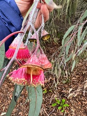 Eucalyptus caesia