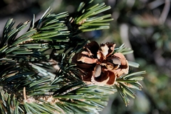 Pinus quadrifolia