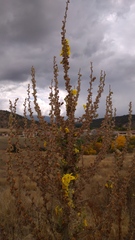 Verbascum pulverulentum
