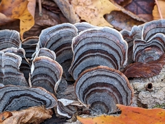 Trametes versicolor