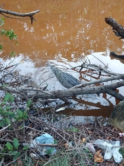 Crocodylus moreletii