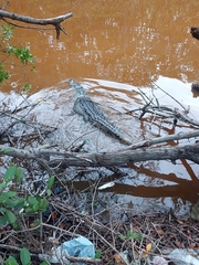 Crocodylus moreletii