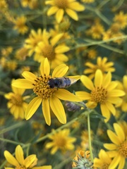 Copestylum marginatum