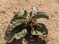 Asclepias nyctaginifolia