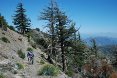 Pseudotsuga macrocarpa