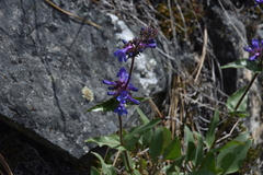 Penstemon pruinosus