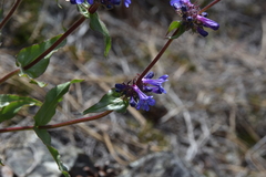 Penstemon pruinosus
