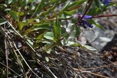 Penstemon pruinosus