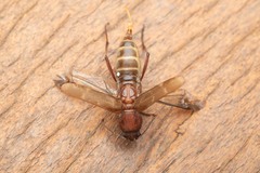 Xylotrechus smei