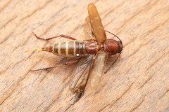 Xylotrechus smei
