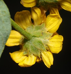 Zaluzania montagnifolia