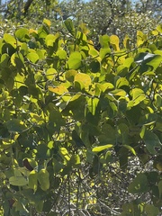 Smilax bona-nox