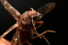 Xylotrechus smei