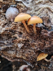 Galerina marginata