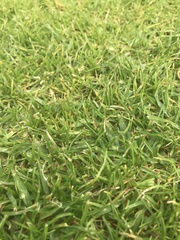 Cenchrus clandestinus