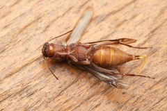 Xylotrechus smei