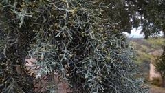 Cupressus arizonica