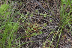 Claytonia rubra rubra