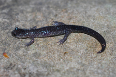 Plethodon wehrlei