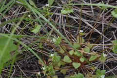 Claytonia rubra rubra