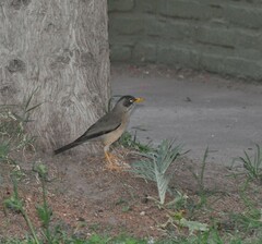 Turdus falcklandii