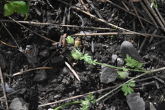 Polemonium micranthum