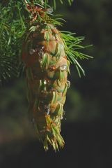 Pseudotsuga macrocarpa