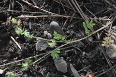 Polemonium micranthum