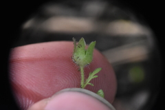 Polemonium micranthum