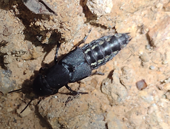 Platydracus biseriatus