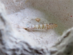 Nectopsyche exquisita