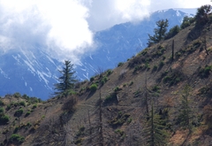 Pseudotsuga macrocarpa