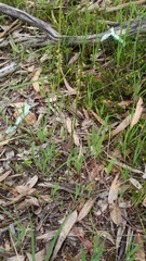 Prasophyllum fitzgeraldii