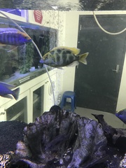 Nimbochromis venustus