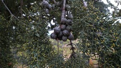 Cupressus arizonica