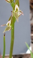 Prasophyllum fitzgeraldii