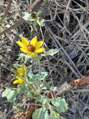 Helianthus argophyllus