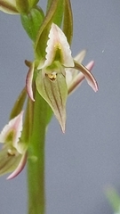 Prasophyllum fitzgeraldii