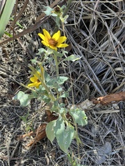 Helianthus argophyllus