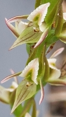 Prasophyllum fitzgeraldii