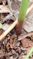 Prasophyllum fitzgeraldii