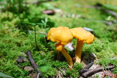 Cantharellus minor